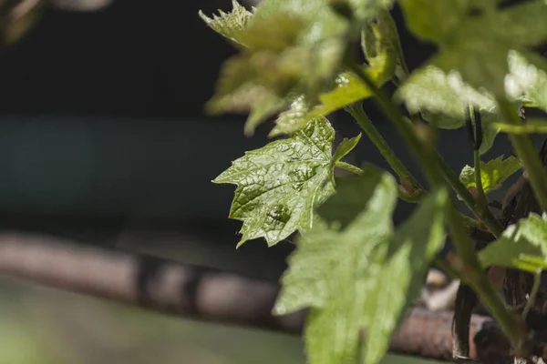 Fioritura Uve Giovani Nella Stagione Primaverile Primo Piano Petali Verdi — Foto Stock