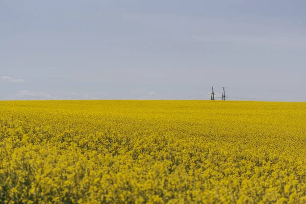 Gult Fält Och Blå Moln Bovete Blommar Våren Landsbygdslandskap — Stockfoto