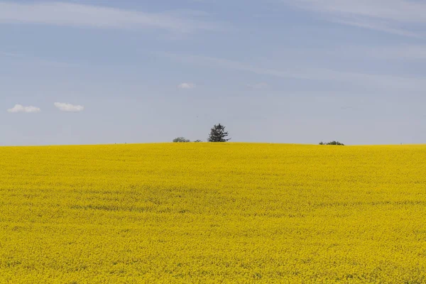 Жёлтое Поле Голубые Облака Гречка Цветёт Весной Сельский Пейзаж — стоковое фото