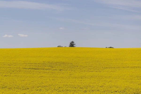 Gult Fält Och Blå Moln Bovete Blommar Våren Landsbygdslandskap — Stockfoto