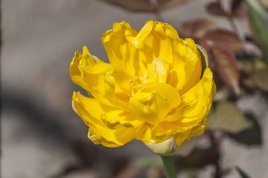 Kapalı sarı çiçek, bir sürü sarı taç yaprakları.