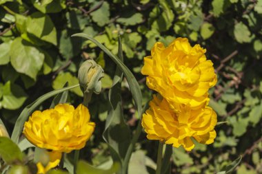 Kapalı sarı çiçek, bir sürü sarı taç yaprakları.