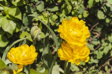 Kapalı sarı çiçek, bir sürü sarı taç yaprakları.