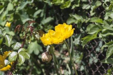 Kapalı sarı çiçek, bir sürü sarı taç yaprakları.