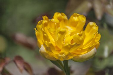 Kapalı sarı çiçek, bir sürü sarı taç yaprakları.