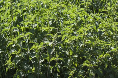 Yabani yeşil ısırgan otları. Etnik bilim. Bir sürü yeşil yaprak.