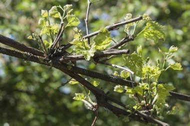 Küçük dallar, taze üzümler. Yeşil yapraklar ve ince ağaç gövdesi. Şarap yapımı, yakın plan fotoğraf