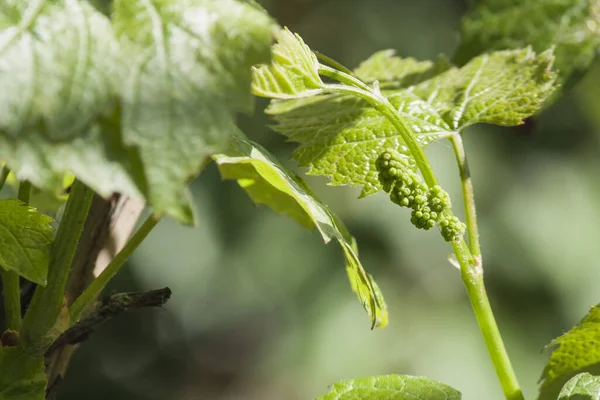 Küçük Dallar Taze Üzümler Yeşil Yapraklar Ince Ağaç Gövdesi Şarap — Stok fotoğraf