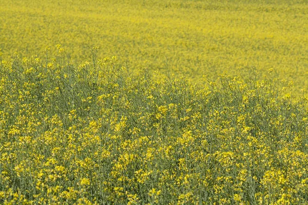 Много Маленьких Желтых Полевых Цветов Огромные Поля Цветущих Цветов Летом — стоковое фото