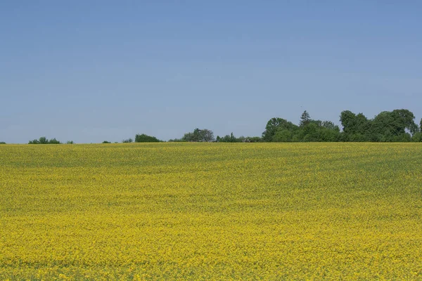 Massor Små Gula Vilda Blommor Stora Fält Blommande Blommor Sommaren — Stockfoto