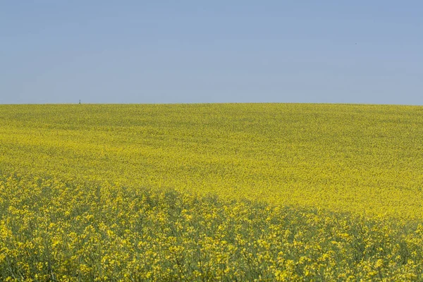 Beaucoup Petites Fleurs Sauvages Jaunes Immenses Champs Fleurs Fleurs Été — Photo