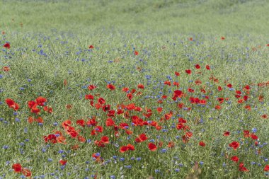 Kırmızı gelincikler vahşi arazide çiçek açarlar. Yalnız gelincik. Yaz tarlasında kırmızı gelincikler