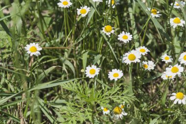 Beyaz papatyalar, yazın bir sürü kır çiçeği. Vahşi yaşam çiçek açıyor, küçük beyaz çiçek yakın plan.