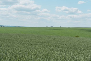 Yazın başında buğday tarlası, yeşil dikenler, güneşli bir günde kırsal doğa, hasat için hazırlanıyor. Kırsal alan