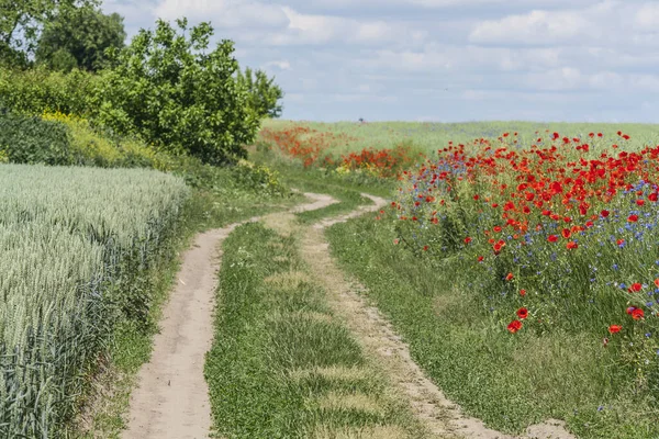 Dirt road in the countryside, road trail through the fields on a sunny day.