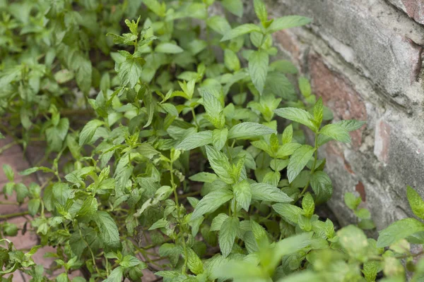 Young Mint Bushes Green Petals Brick Wall — Stok fotoğraf