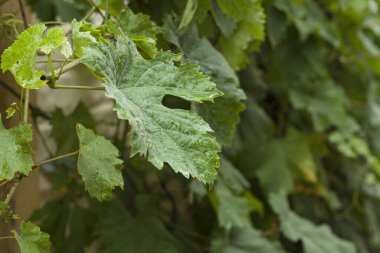 Yapraklar ve tomurcuklar taze, yeşil üzümler.