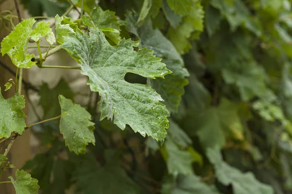 Leaves Buds Young Green Grapes Close — Foto Stock