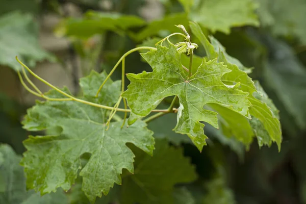 Leaves Buds Young Green Grapes Close — Foto Stock