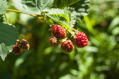 Red raspberries on a branch. Raspberry blossom in the garden, close-up