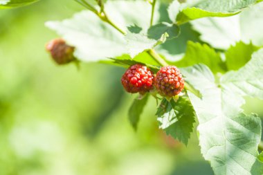 Red raspberries on a branch. Raspberry blossom in the garden, close-up