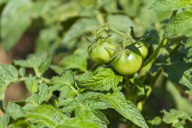 Green tomatoes on a branch in the garden in the sunlight large plate