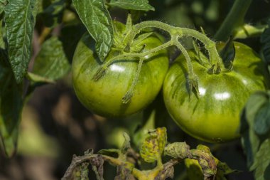Green tomatoes on a branch in the garden in the sunlight large plate
