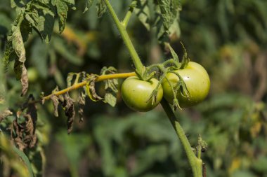 Green tomatoes on a branch in the garden in the sunlight large plate