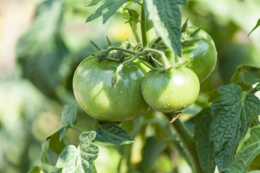 Green tomatoes on a branch in the garden in the sunlight large plate