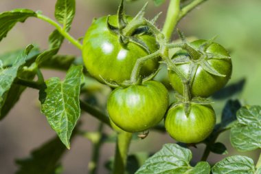 Green tomatoes on a branch in the garden in the sunlight large plate