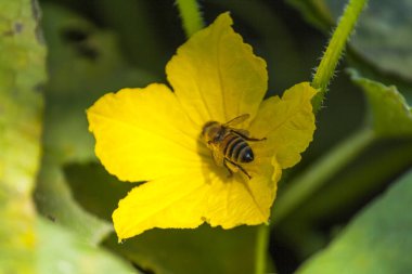 Large wasp on a yellow flower close-up