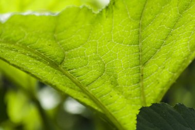 Large light green leaves large planos
