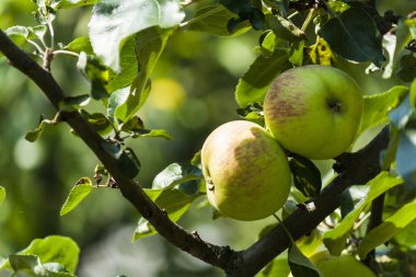 Apples on a branch, blossoming of apples on a tree on a sunny day