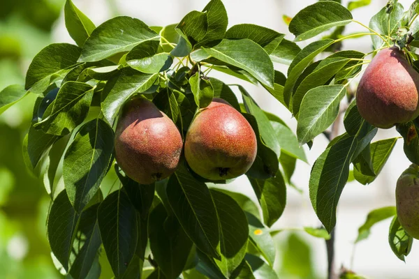 Pears grow on a tree in the garden. Green leaves and fruits of pears close-up
