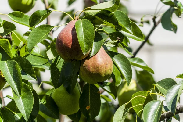 Pears grow on a tree in the garden. Green leaves and fruits of pears close-up