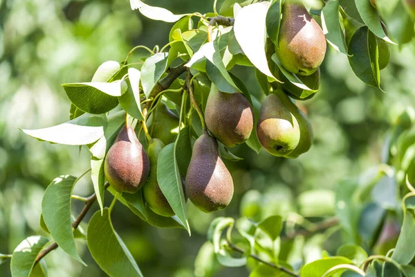 Pears grow on a tree in the garden. Green leaves and fruits of pears close-up