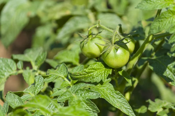 Green Tomatoes Branch Garden Sunlight Large Plate — стоковое фото