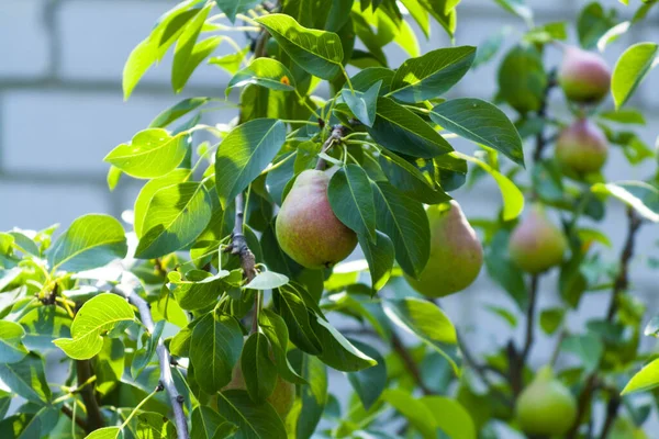 Pears grow on a tree in the garden. Green leaves and fruits of pears close-up