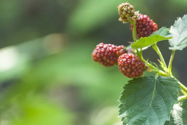 Red raspberries on a branch. Raspberry blossom in the garden, close-up