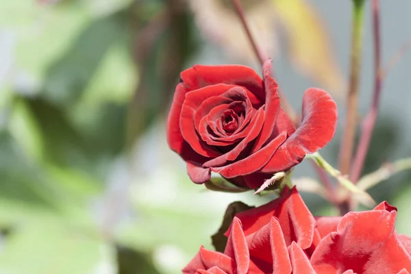 Red Rose Green Petals Big Red Flower Close — Stockfoto