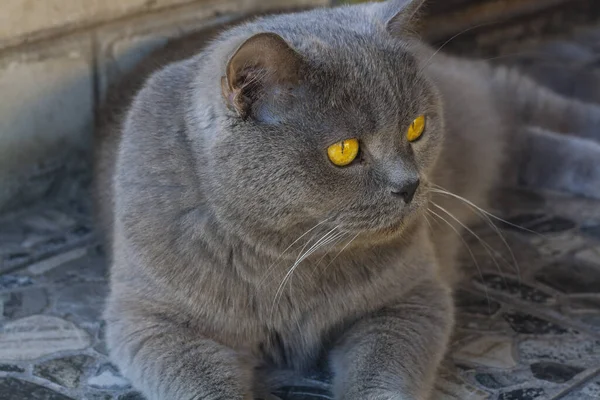 Великий Сірий Кіт Крупним Планом Селі — стокове фото