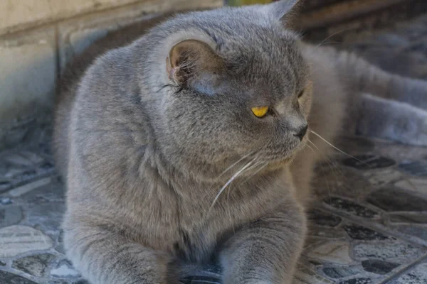 Big Gray Cat Close Village — Stock Photo, Image