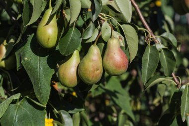 Dala yakın çekimde büyük armutlar. Sonbahar mevsiminde doğal meyveler, sağlıklı yiyecekler.