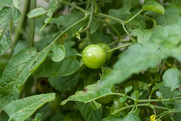 Pequenos Tomates Verdes Legumes Floridos Jardim Comida Vegetariana — Fotografia de Stock