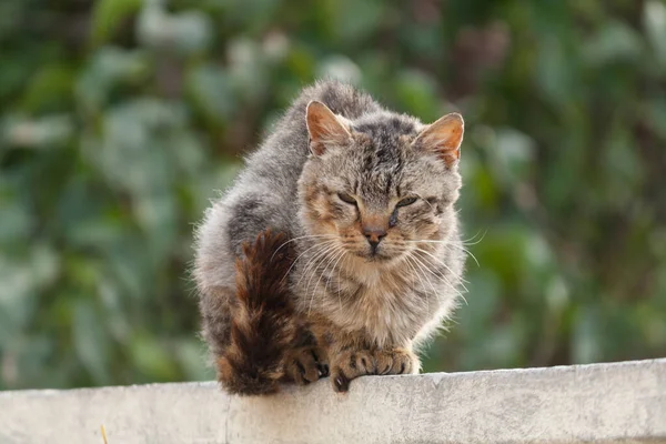 Old Gray Cat Fence Close — Stock Photo, Image