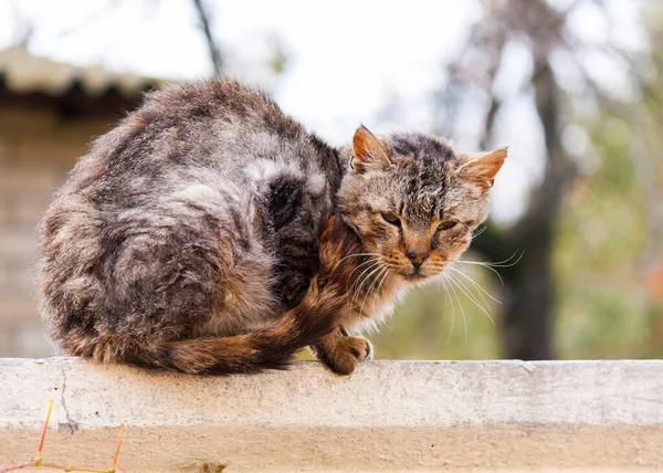 Old Gray Cat Fence Close — Stock Photo, Image