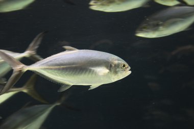 Tropical Fish With School In Tank