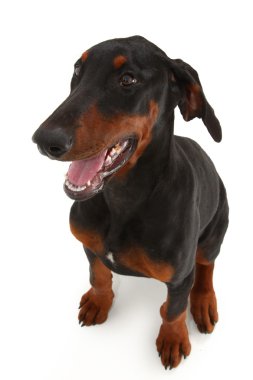Doberman yavrusu