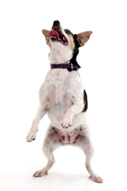 dans beyaz terrier köpek