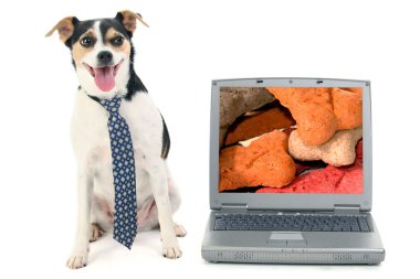 Terrier köpek ile laptop